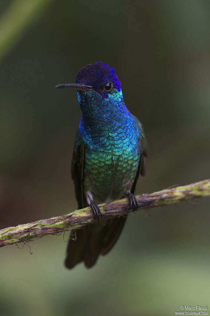 Colibri oenone