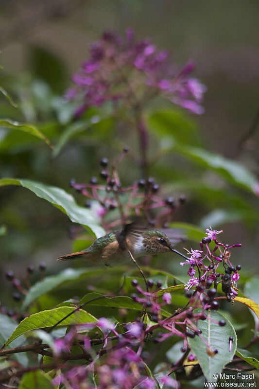 Colibri scintillant femelle adulte, Vol, régime