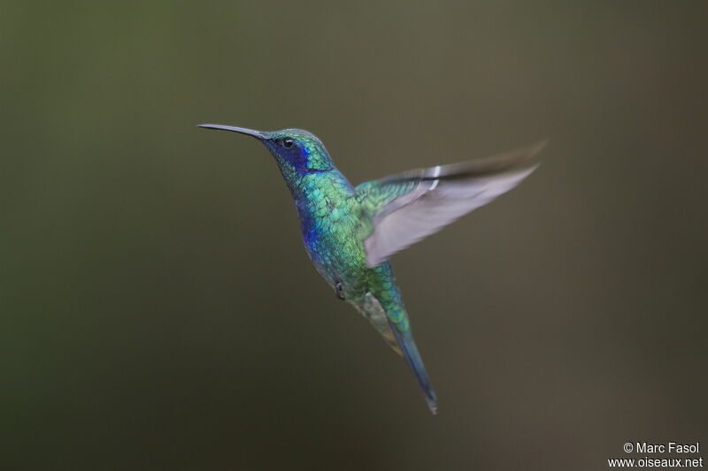 Mexican Violetearadult breeding, Flight