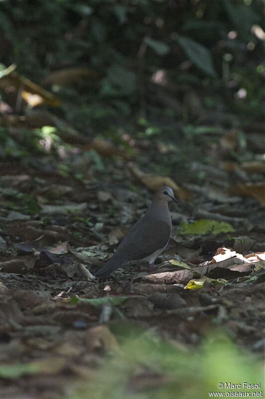 Colombe à front grisadulte, identification