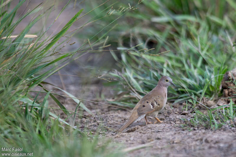 Colombe à longue queueadulte, identification