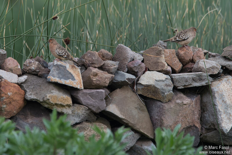 Bare-faced Ground Doveadult