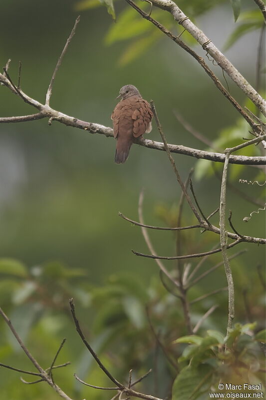 Ruddy Ground Doveadult, identification