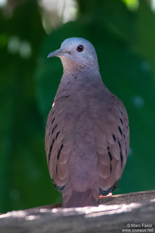 Ruddy Ground Doveadult, close-up portrait