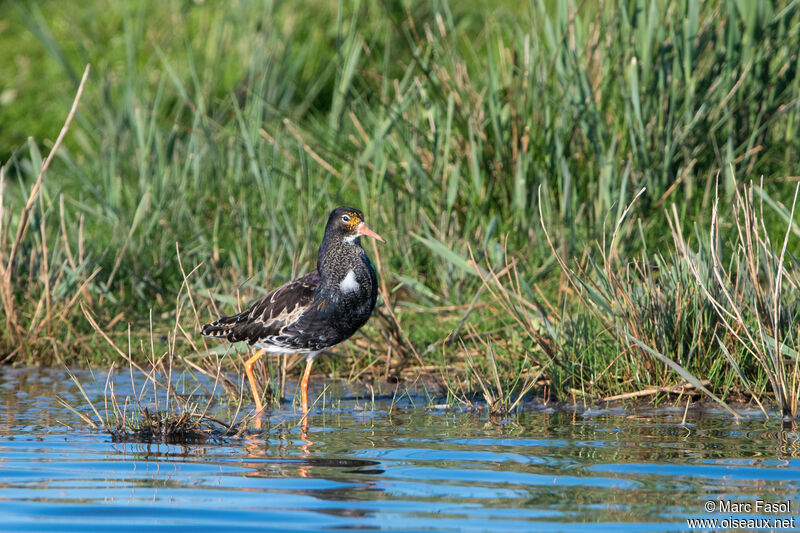 Combattant varié mâle adulte nuptial, identification