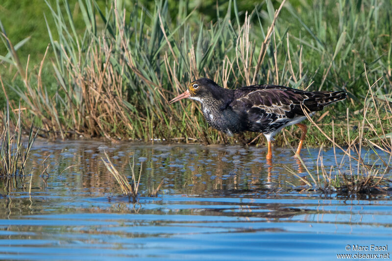 Combattant varié mâle adulte nuptial, identification