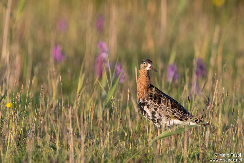 Combattant varié mâle adulte nuptial, identification