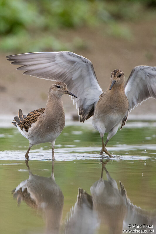 Ruffjuvenile, identification, fishing/hunting