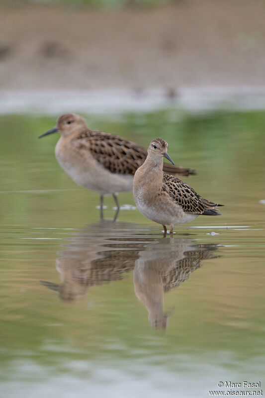 Ruffjuvenile, identification