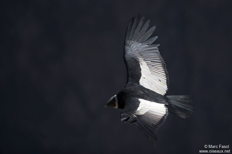 Andean Condoradult, Flight