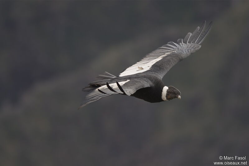 Condor des Andesadulte, Vol