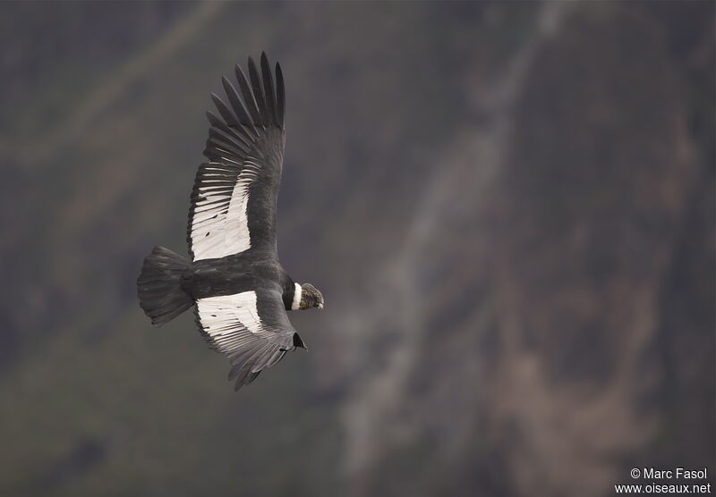 Condor des Andesadulte, Vol