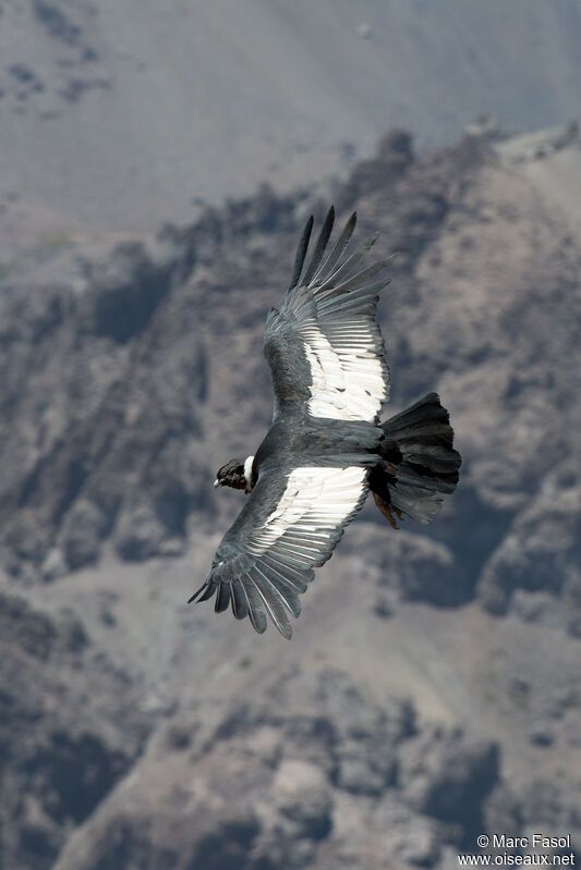 Andean Condoradult, Flight