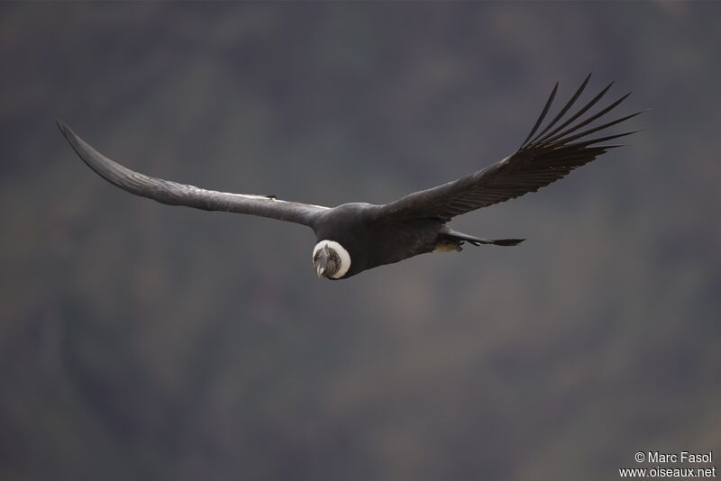 Condor des Andesadulte, Vol