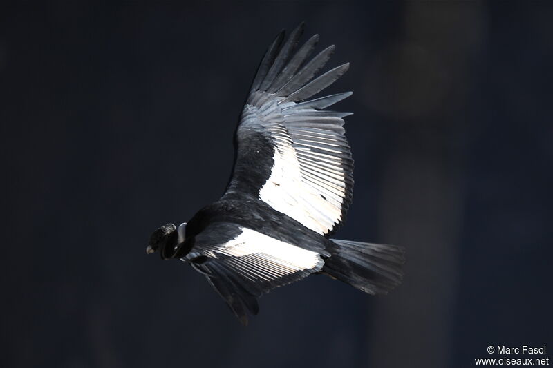 Andean Condoradult, Flight