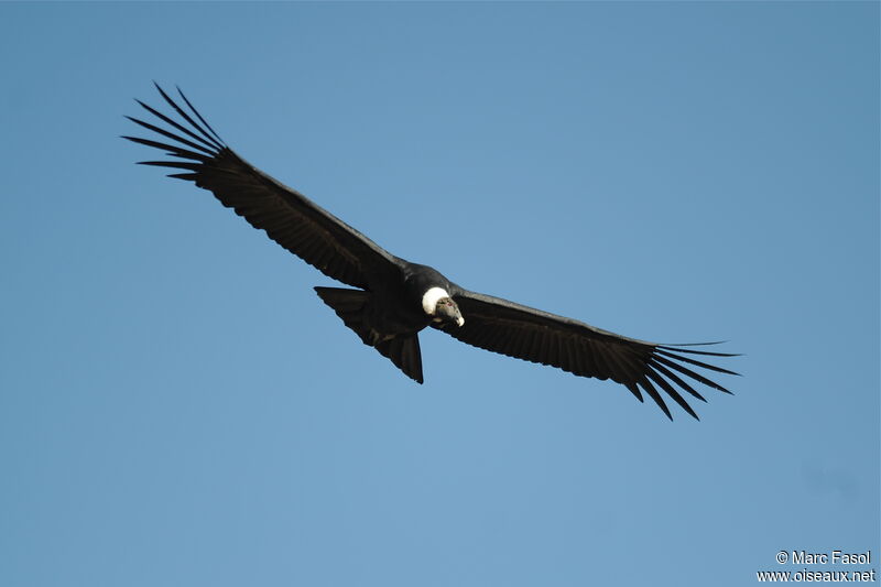 Condor des Andesadulte, Vol