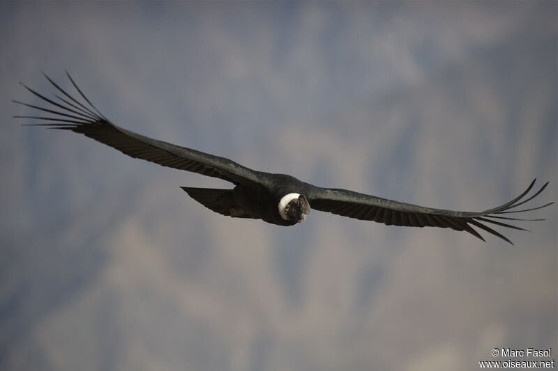 Andean Condoradult, Flight