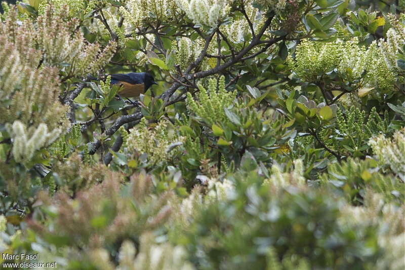 Blue-backed Conebill male adult, habitat, pigmentation