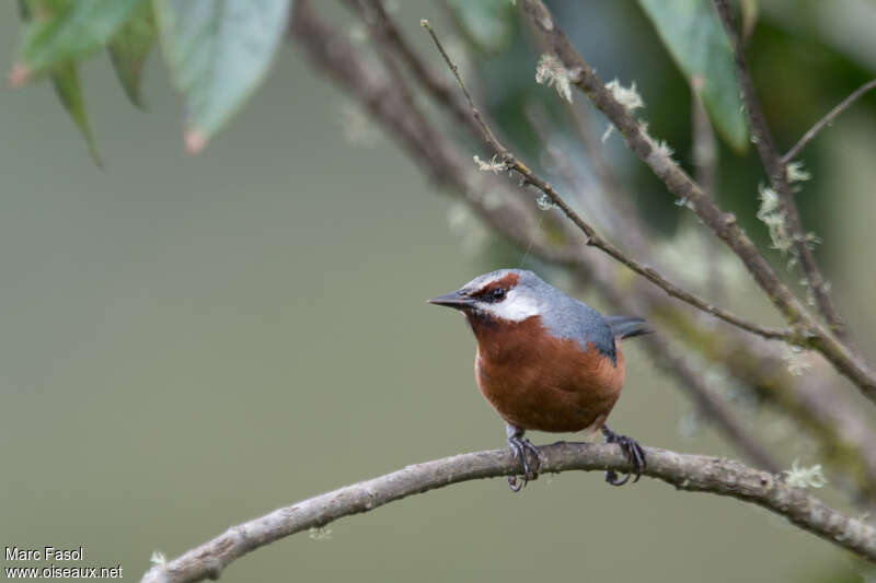 Giant Conebill male adult, close-up portrait, pigmentation