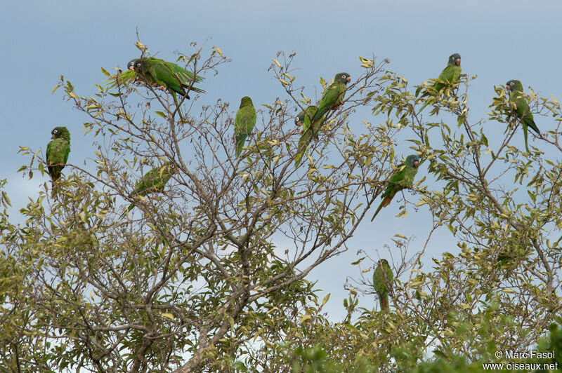 Blue-crowned Parakeet