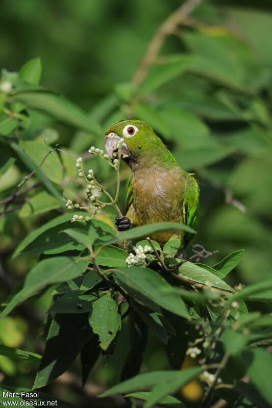 Conure naineadulte, identification, régime, Comportement