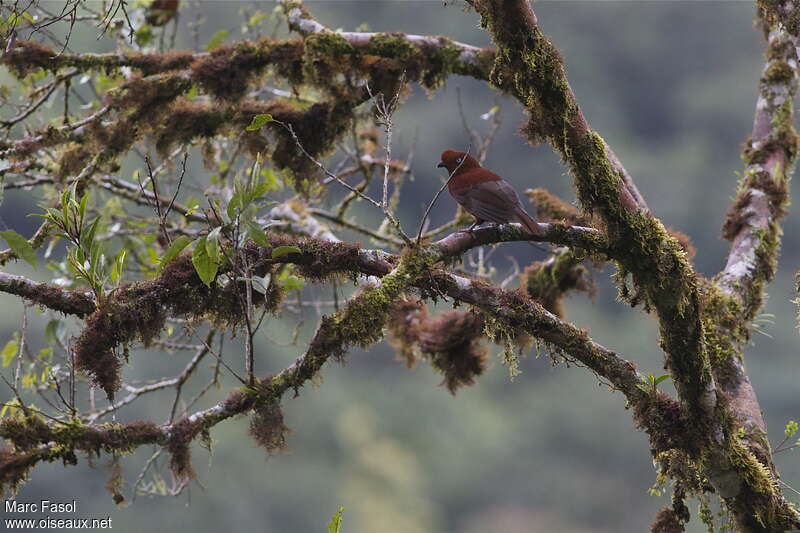 Andean Cock-of-the-rock female adult, habitat