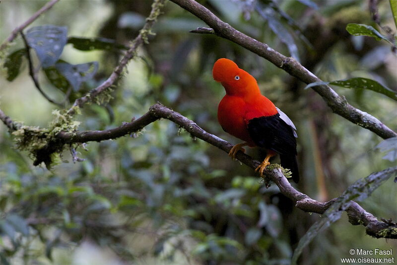 Andean Cock-of-the-rock male adult breeding, identification, Behaviour