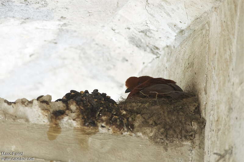 Andean Cock-of-the-rock female adult, Reproduction-nesting