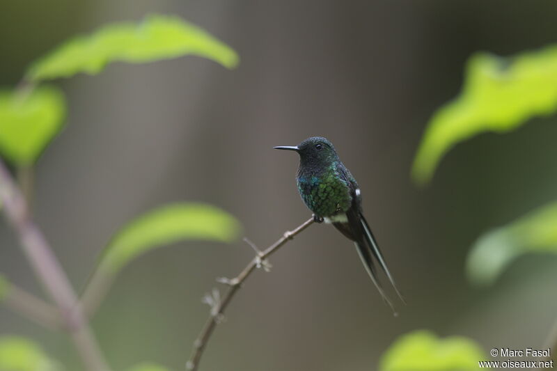 Green Thorntail male adult, identification