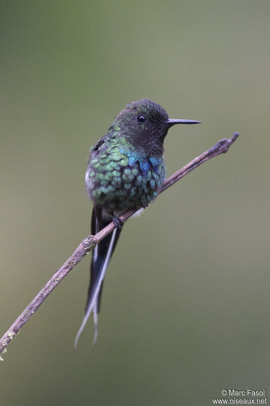 Green Thorntail male adult, identification