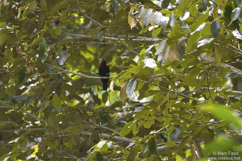 Coracine noire mâle adulte, identification