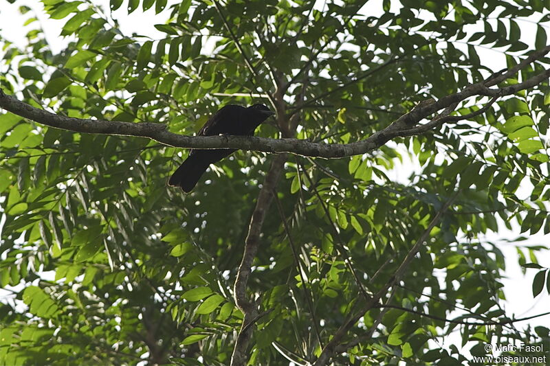 Purple-throated Fruitcrow female adult, identification