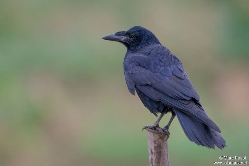 Corbeau freuxjuvénile, identification