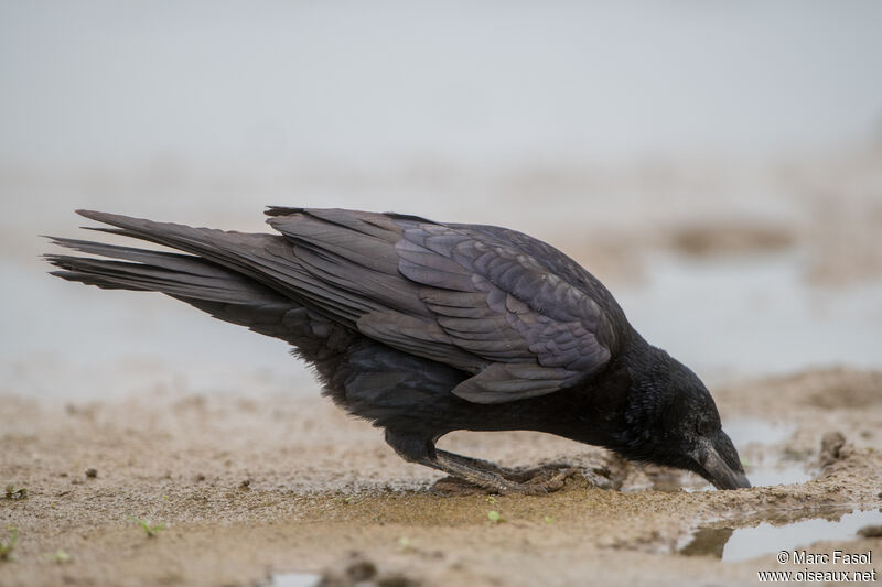 Corbeau freuxjuvénile, identification, boit