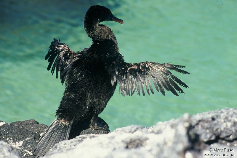 Flightless Cormorantadult, identification, Behaviour