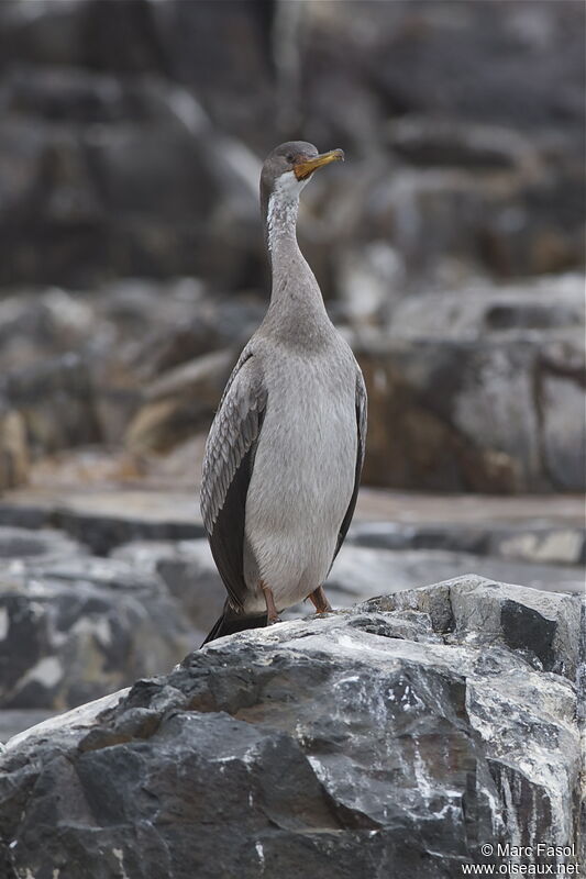 Cormoran de Gaimardjuvénile, identification