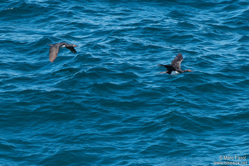 Cormoran de Magellanadulte internuptial, Vol