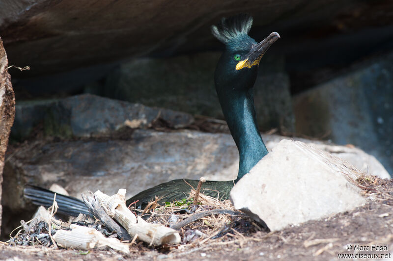 Cormoran huppéadulte nuptial, Nidification