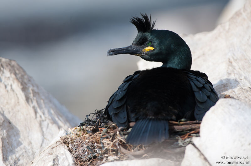 Cormoran huppéadulte nuptial, identification, Nidification