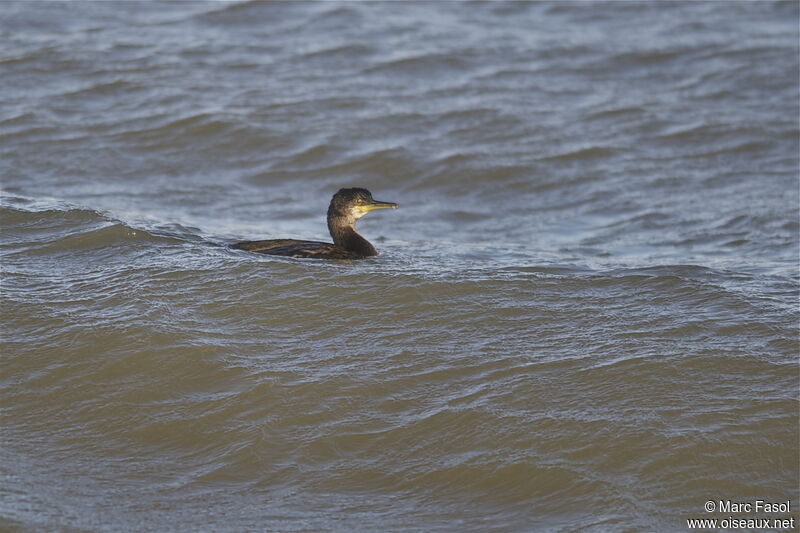 Cormoran huppéadulte internuptial, identification