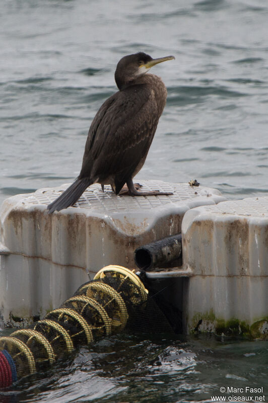 Cormoran huppéimmature, identification