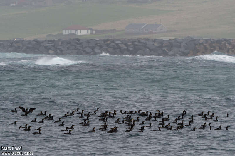 Cormoran huppé, habitat, pêche/chasse, Comportement