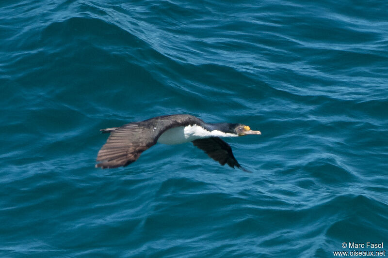 Cormoran impérialadulte internuptial, Vol