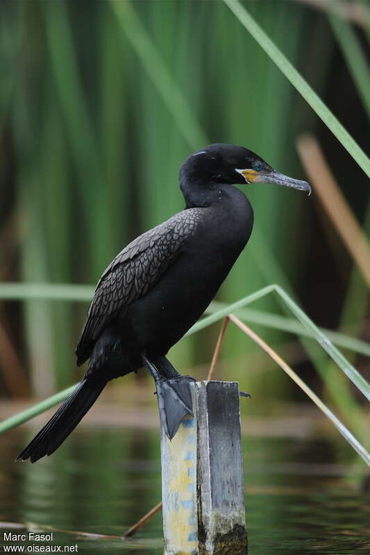 Cormoran viguaadulte nuptial, identification