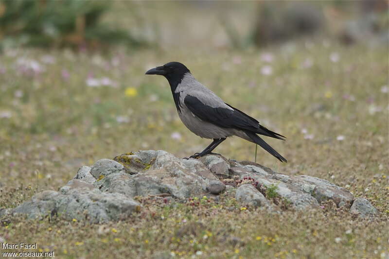 Hooded Crowadult breeding, identification