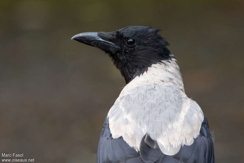 Hooded Crowadult, close-up portrait