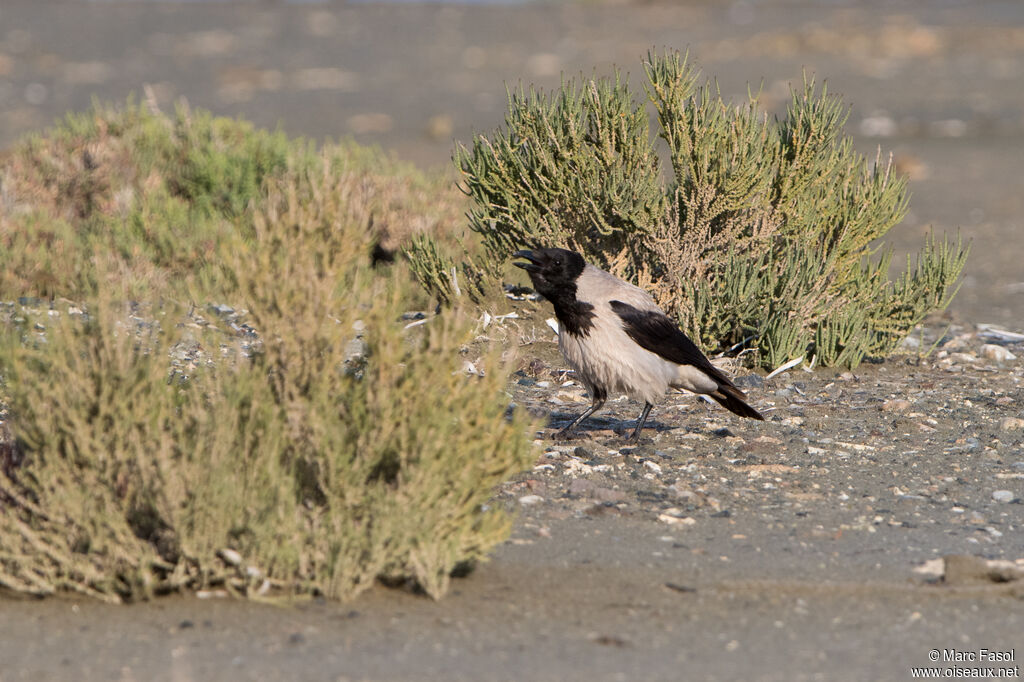 Hooded Crowadult, identification, song