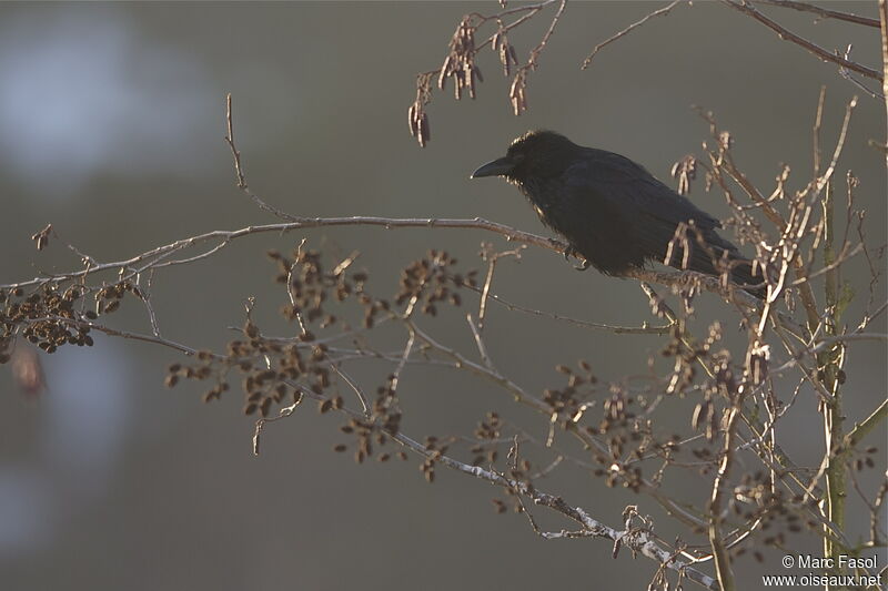 Carrion Crow