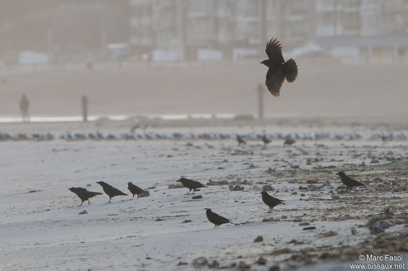 Carrion Crow