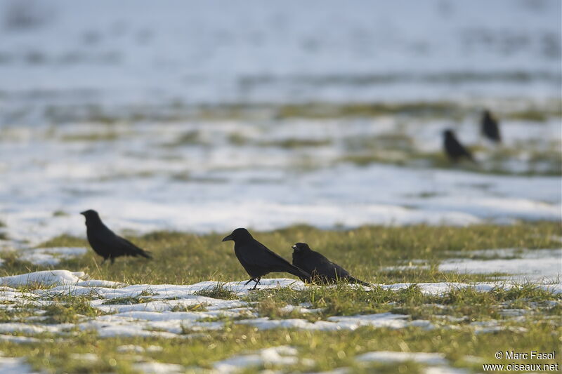 Carrion Crow